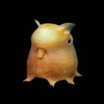 dumbo-octopus